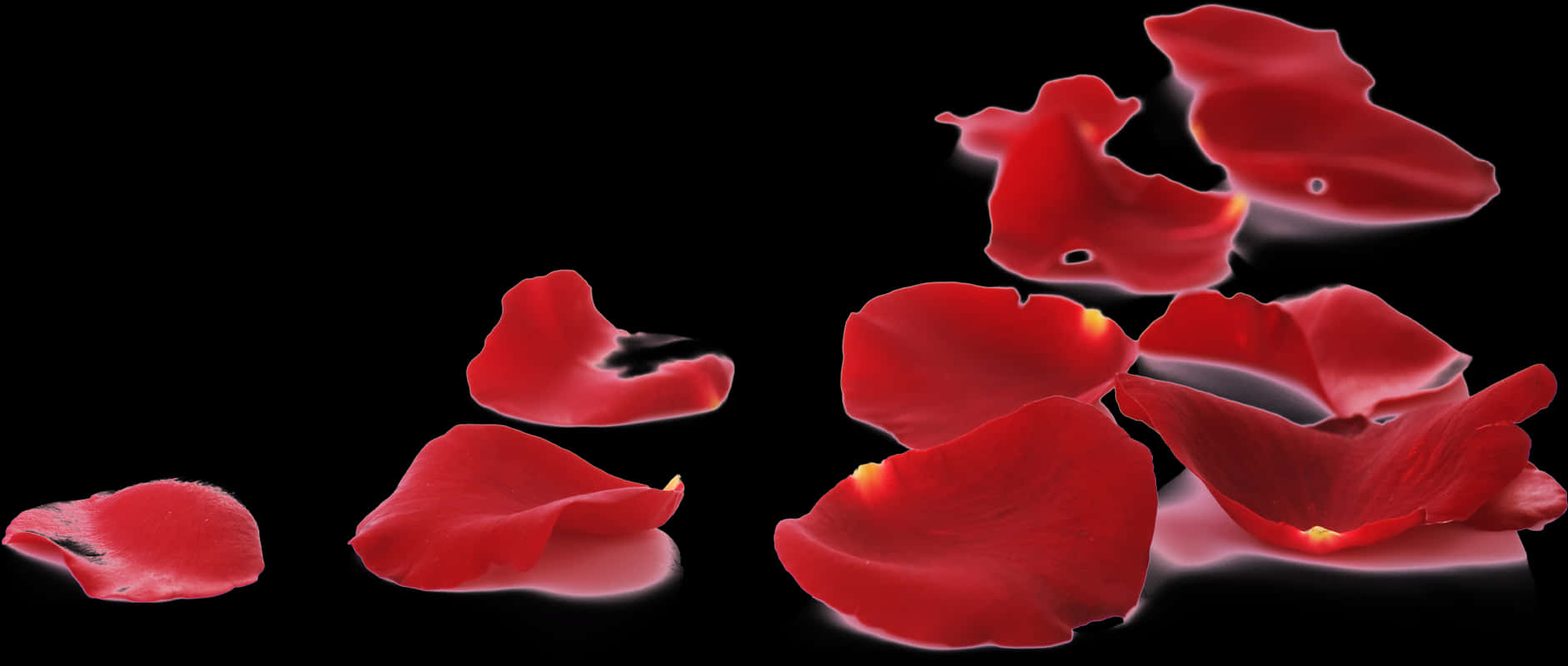 Red Rose Petals Falling Black Background