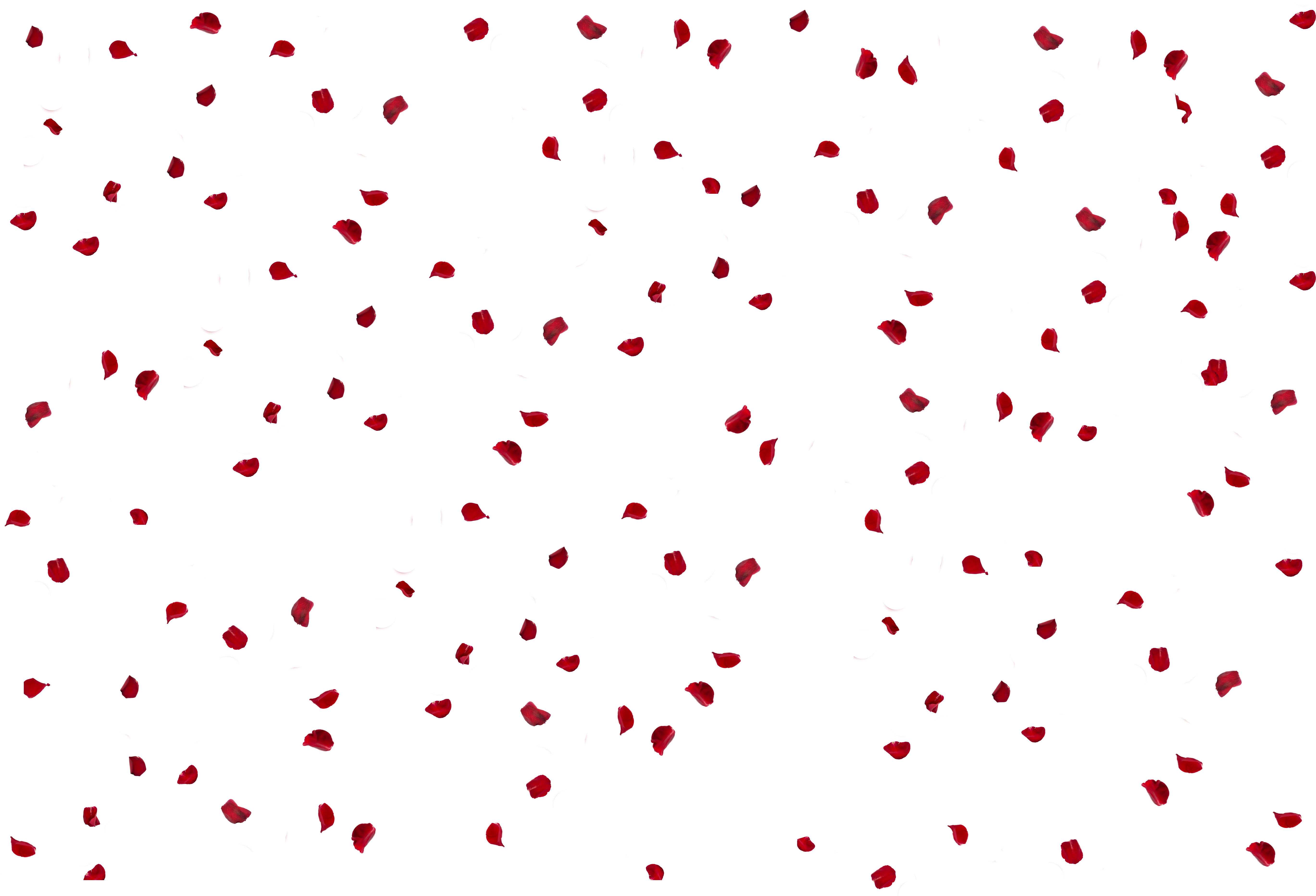 Red Rose Petals Falling Dark Background