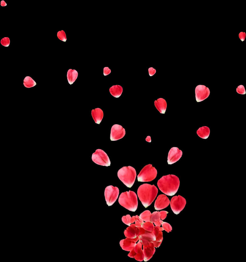 Red Rose Petals Fallingon Black Background.jpg