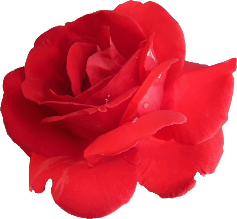 Red Rose Vector Art.png