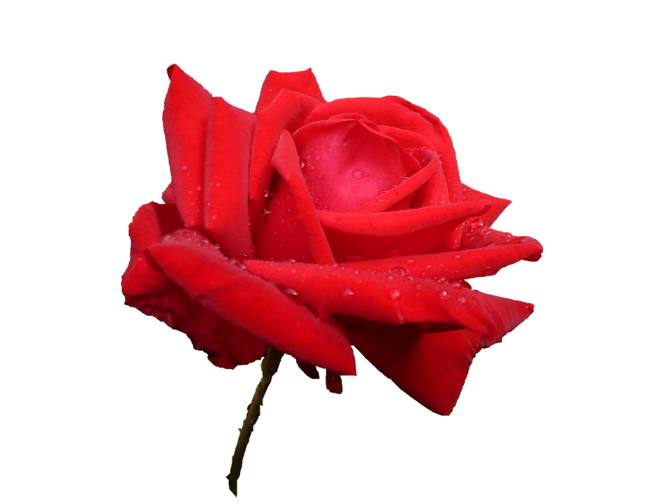 Red Rose Water Droplets Transparent Background