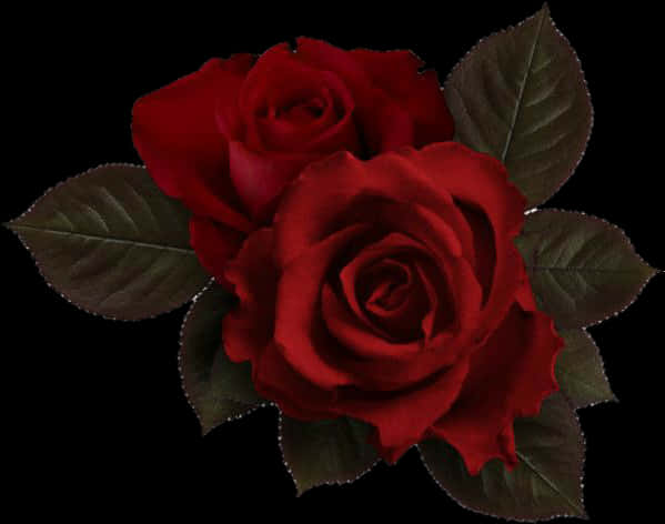 Red Roses Dark Background