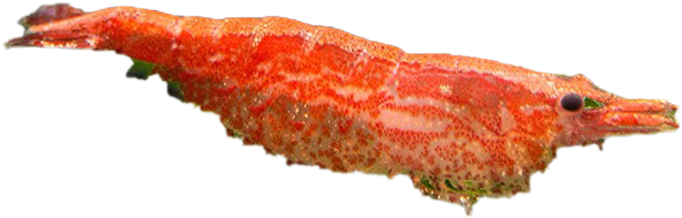 Red Shrimp Side View.png