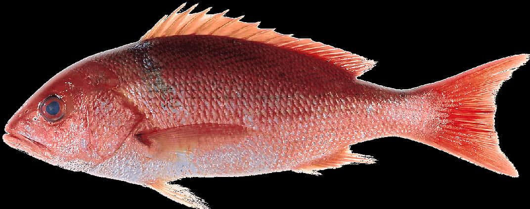 Red Snapper Fish Isolated