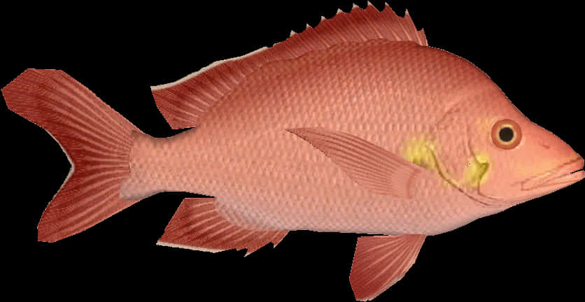 Red Snapper Fish Isolated