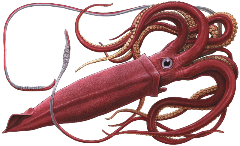 Red Squid Illustration