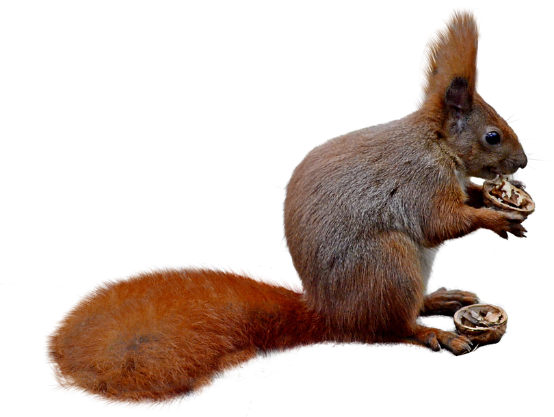 Red Squirrel Eating Nut