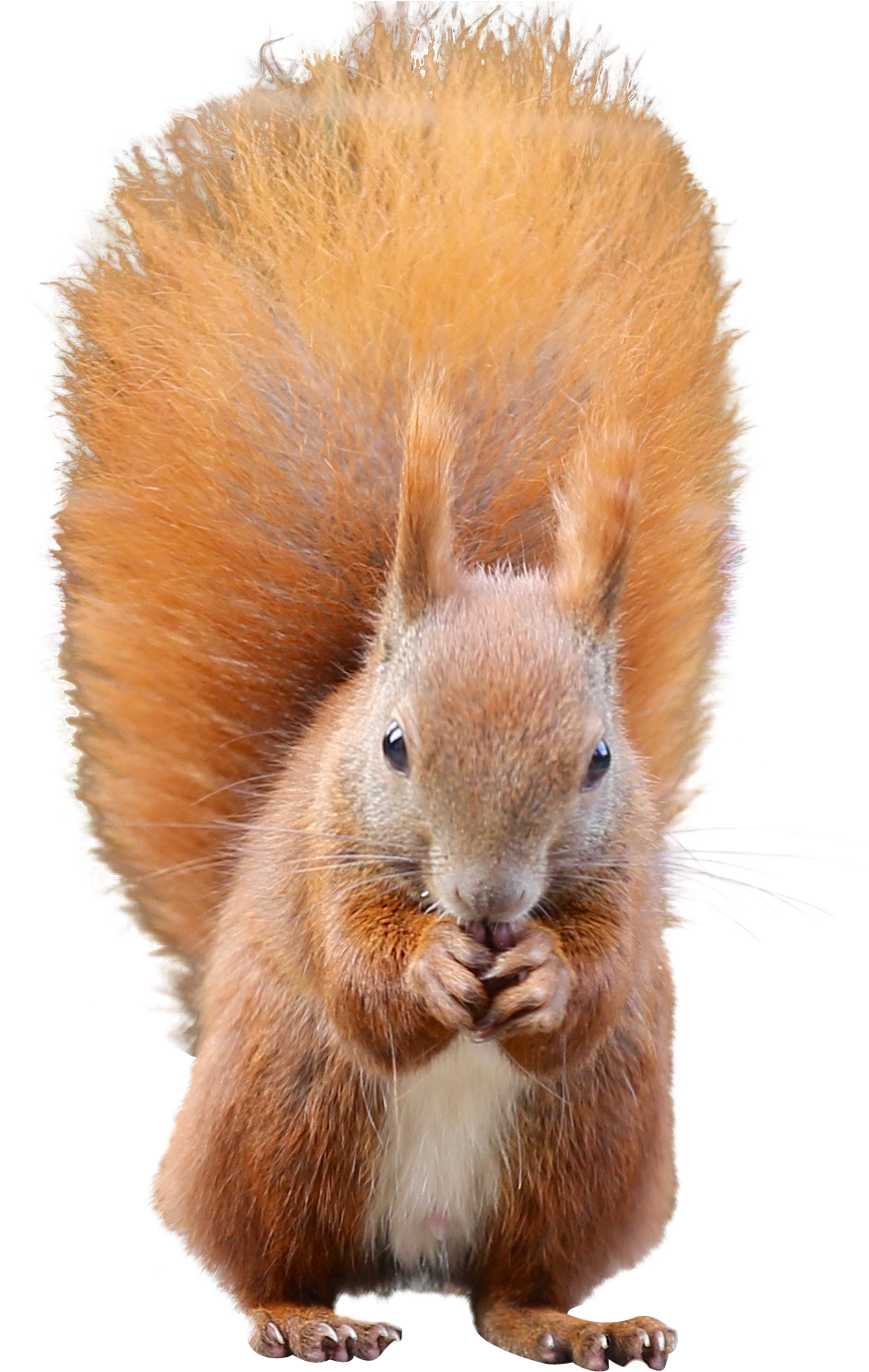 Red Squirrel Eating Nuts.png