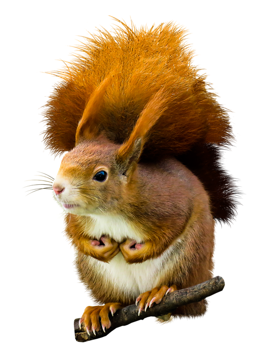 Red Squirrel Perchedon Branch.png