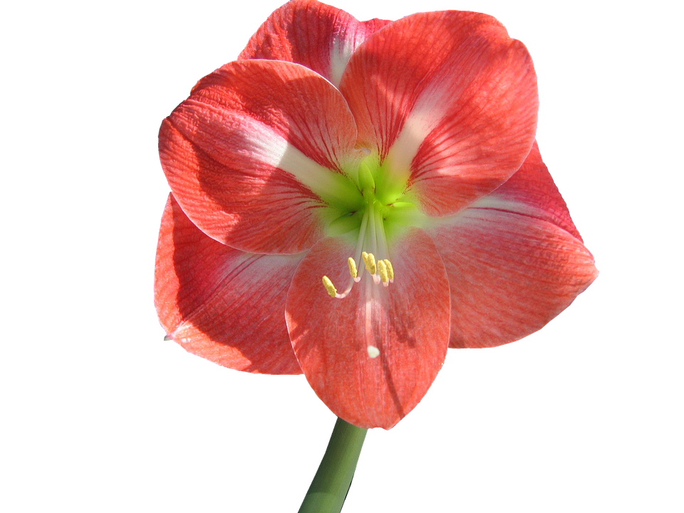 Red Striped Amaryllis Flower.png