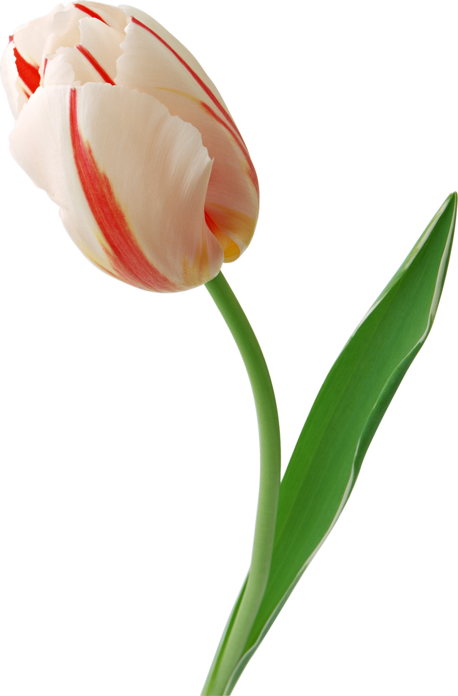 Red Striped White Tulip Single Stem