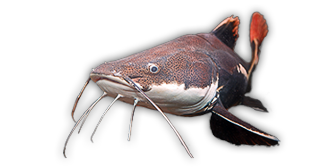 Red Tailed Catfish Aquarium Fish