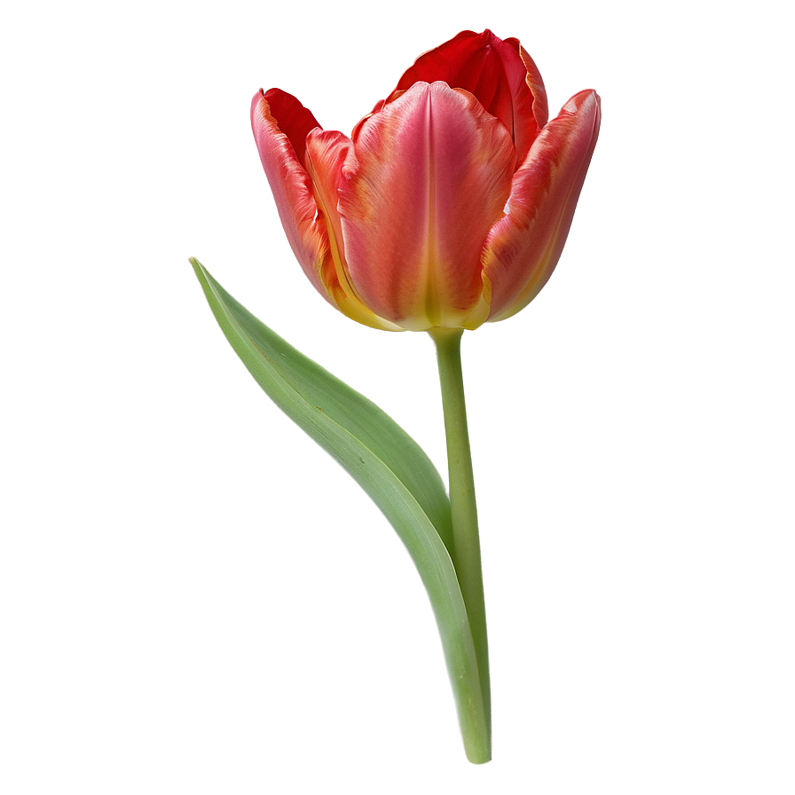 Red Tulip Png Jvt76