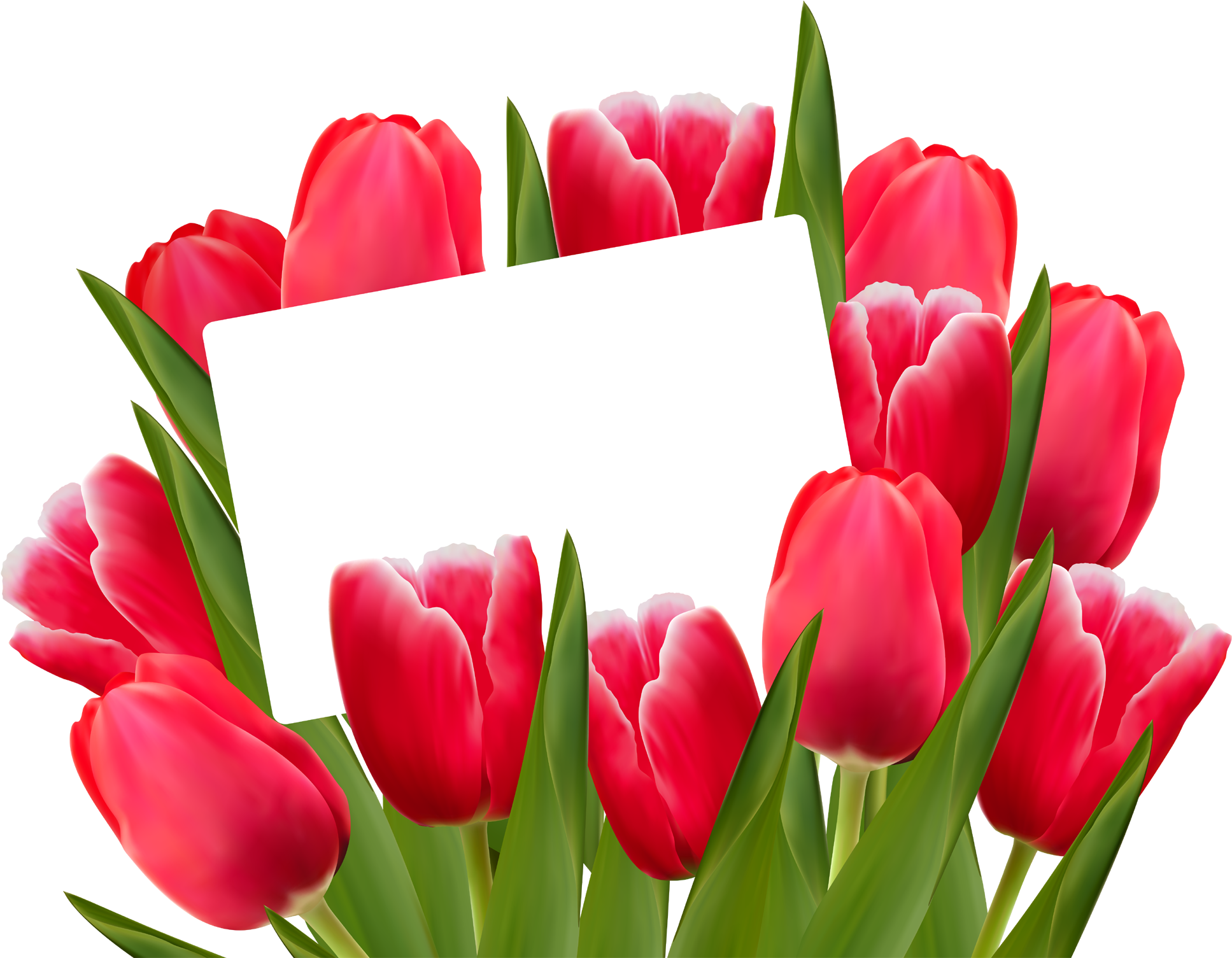 Red Tulipswith Blank Card