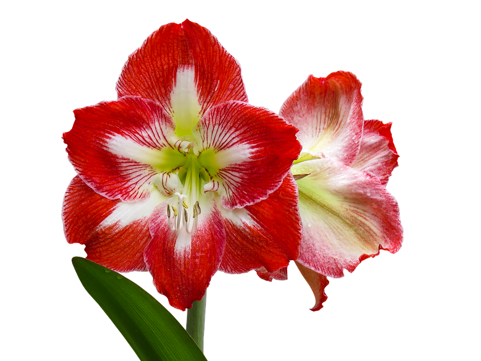 Red White Amaryllis Flower