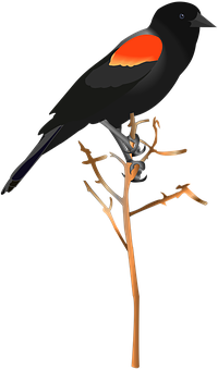 Red Winged Blackbird Illustration