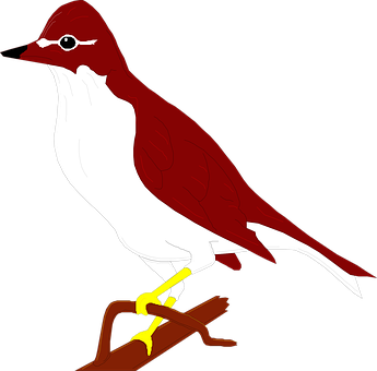 Redand White Bird Illustration