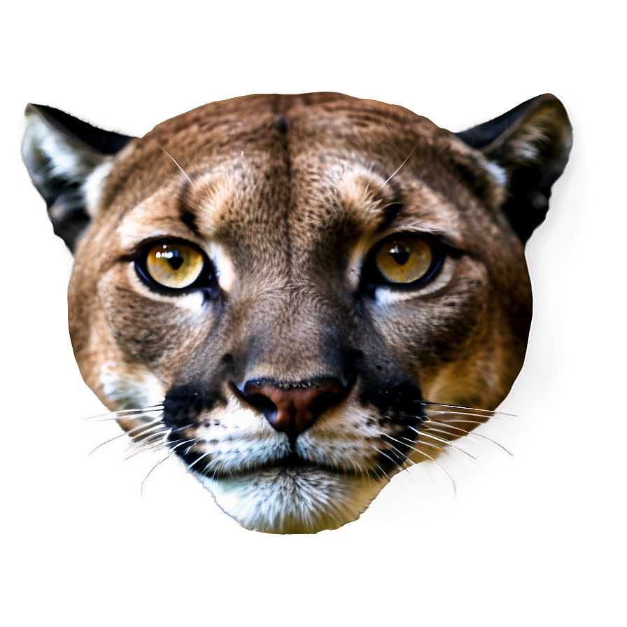 Reflective Cougar Eyes Png 71