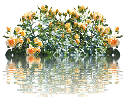 Reflective Yellow Roses Water