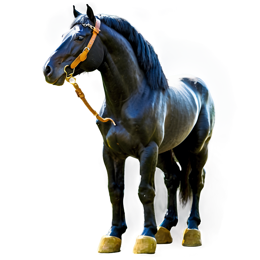 Regal Black Horse Standing Png 17