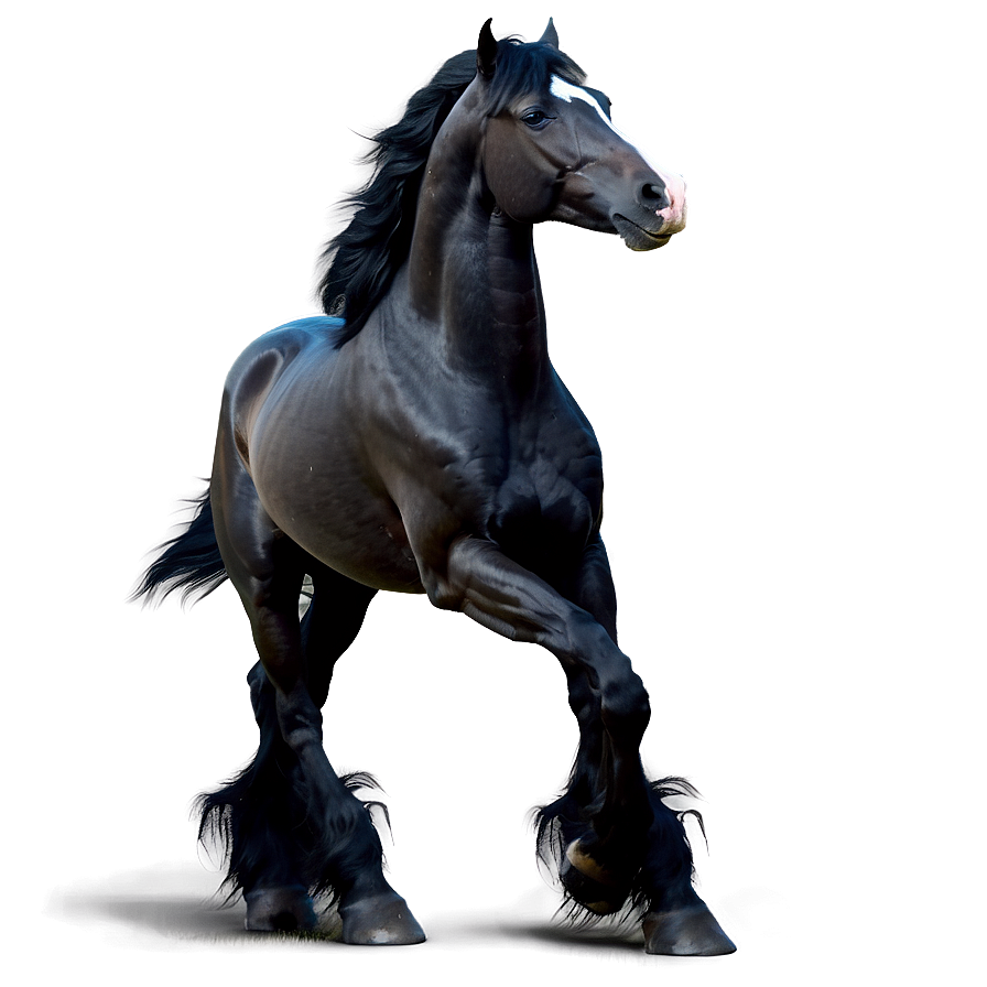 Regal Black Horse Standing Png Pou81