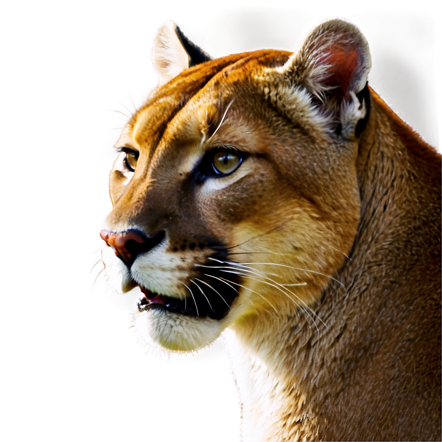 Regal Cougar Png Osf18