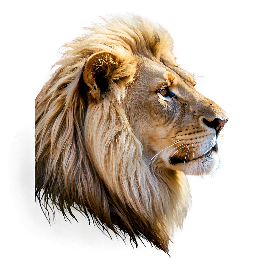 Regal Lion Profile Png 06122024