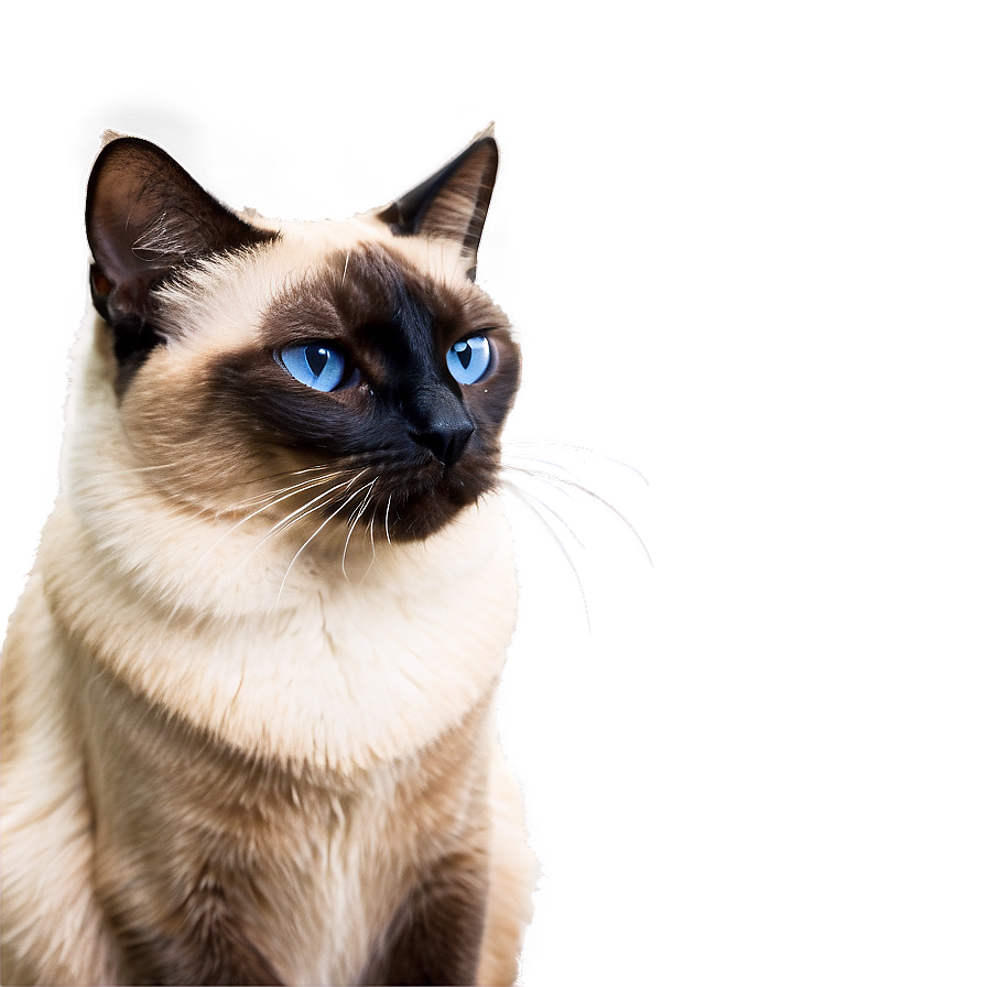 Regal Siamese Cat Sitting Png 9