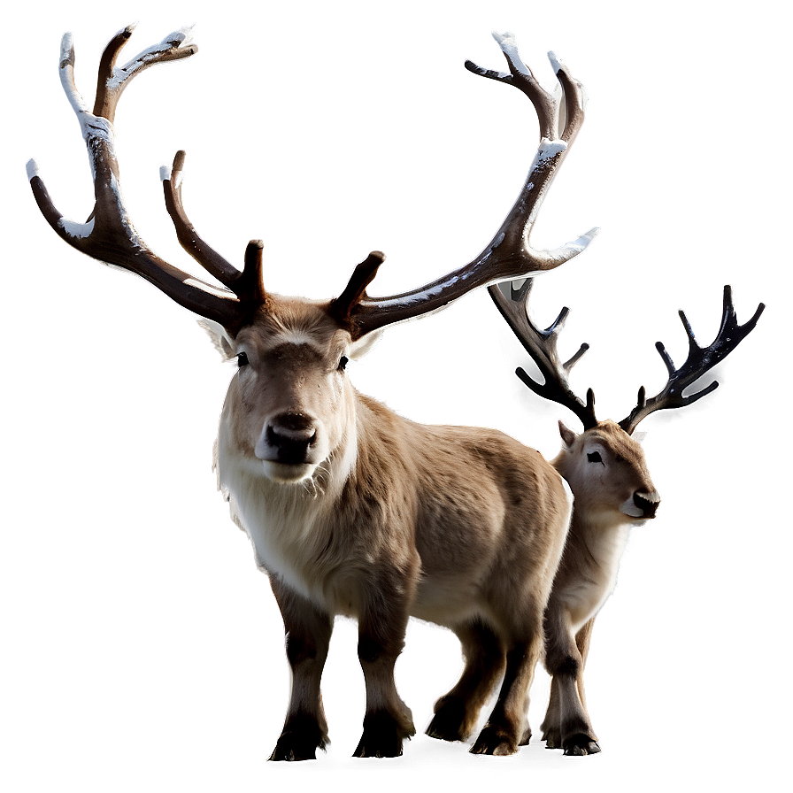 Reindeer Family Png Qrg4