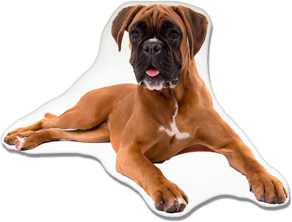 Relaxed Boxer Dog Lying Down.png