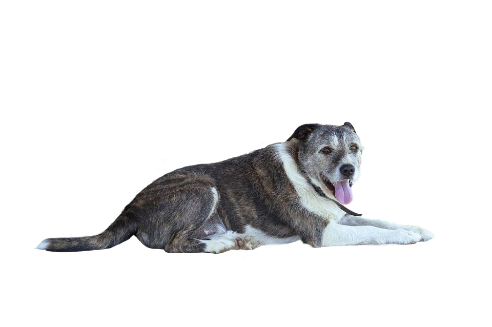 Relaxed Brindle Dog Lying Down.png