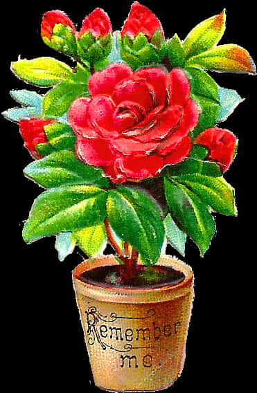 Remember Me Red Rosein Pot