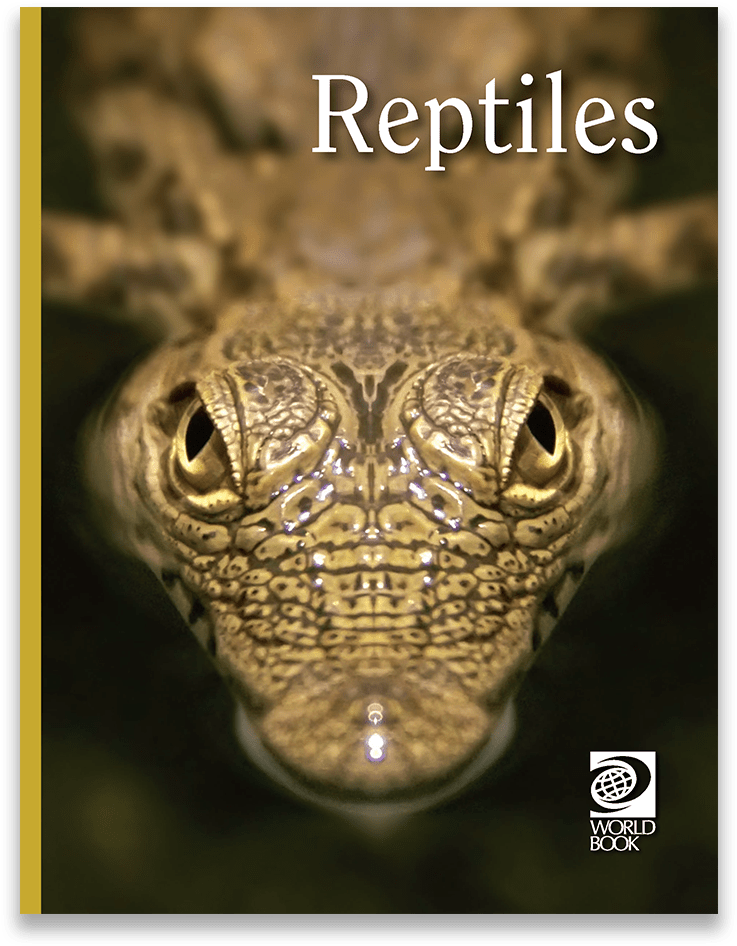 Reptile Gaze Cover Image