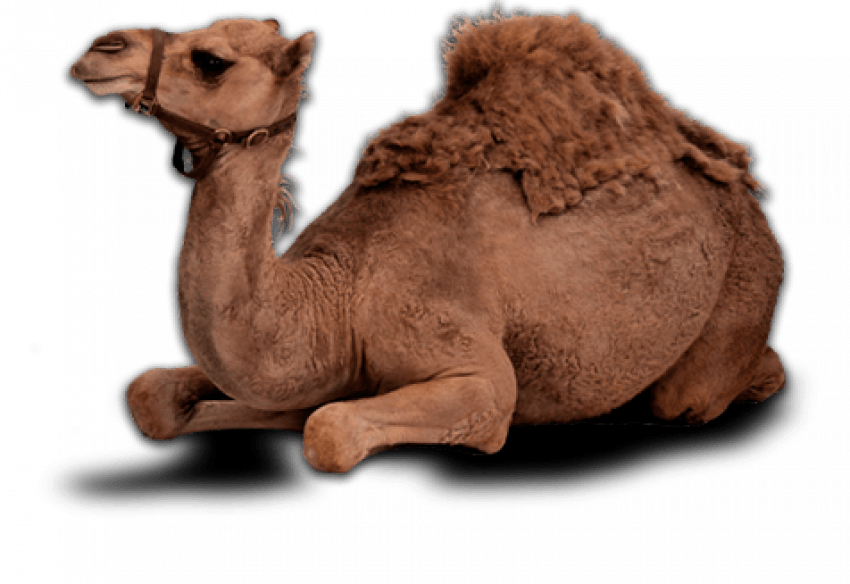 Resting Camel Transparent Background.png