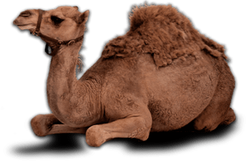 Resting Camel Transparent Background.png