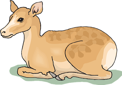 Resting Fawn Illustration.jpg