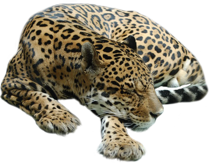 Resting Jaguar Transparent Background