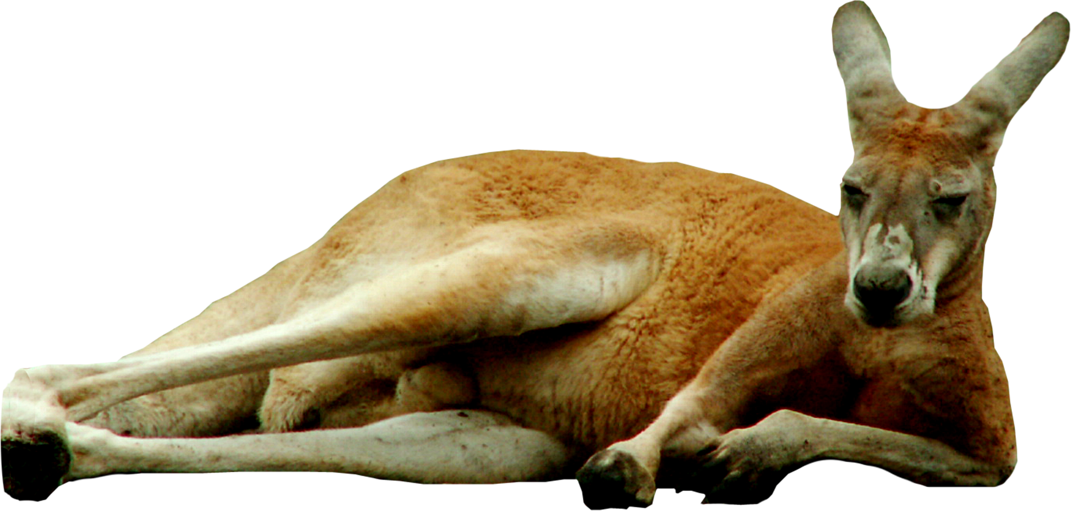 Resting Kangaroo Transparent Background