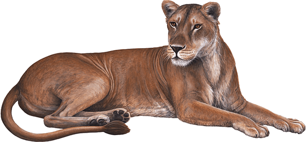 Resting Lioness Illustration