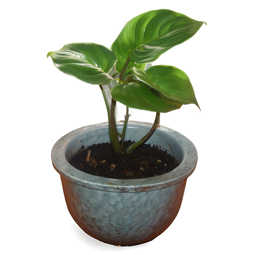 Reviving A Dying Pothos Plant Png Xlj