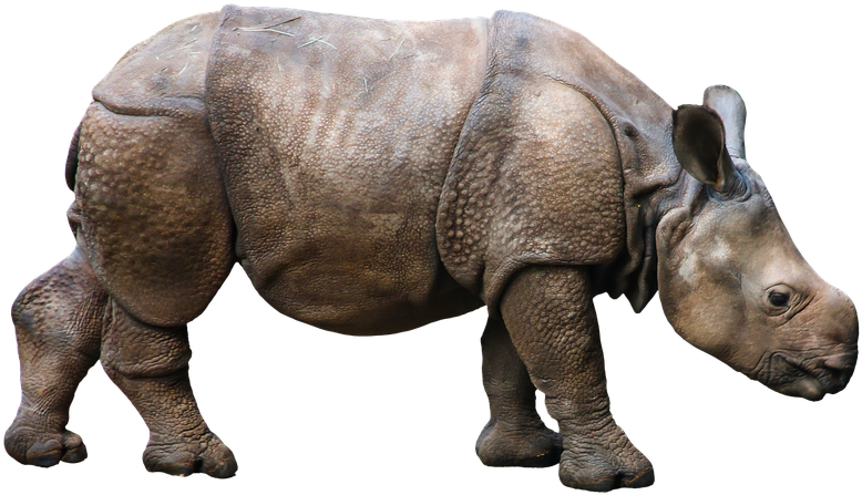 Rhino Isolatedon Transparent Background.png