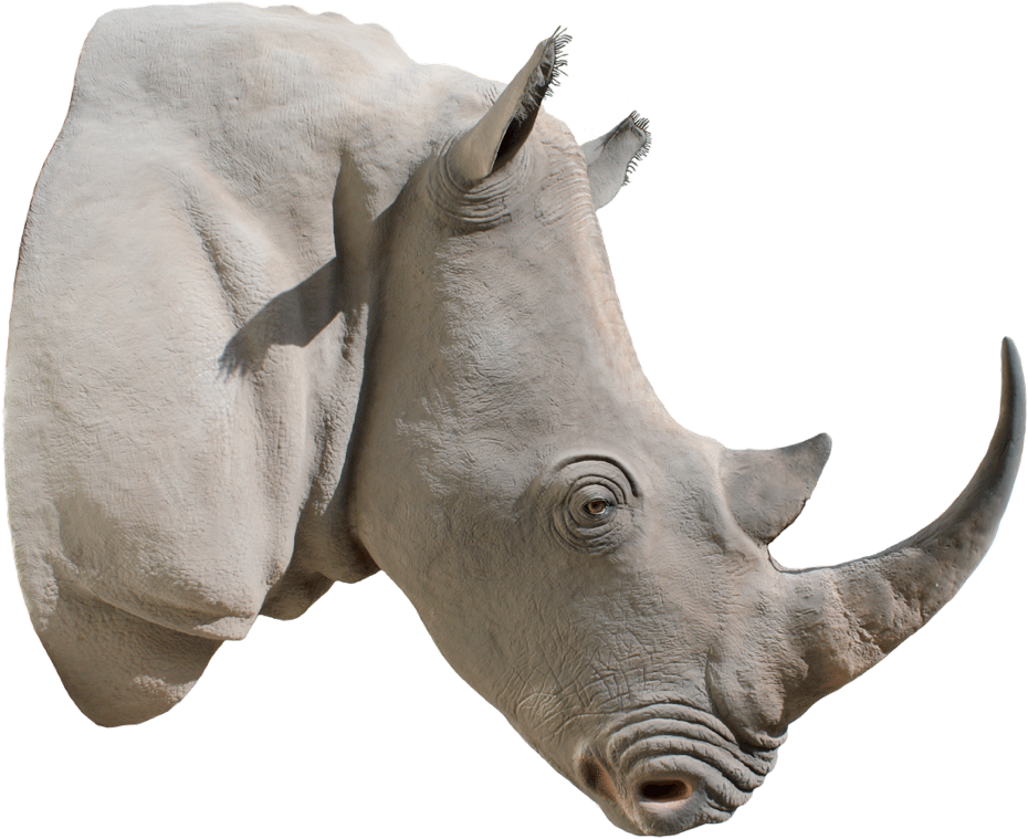 Rhino Portrait Isolated.png