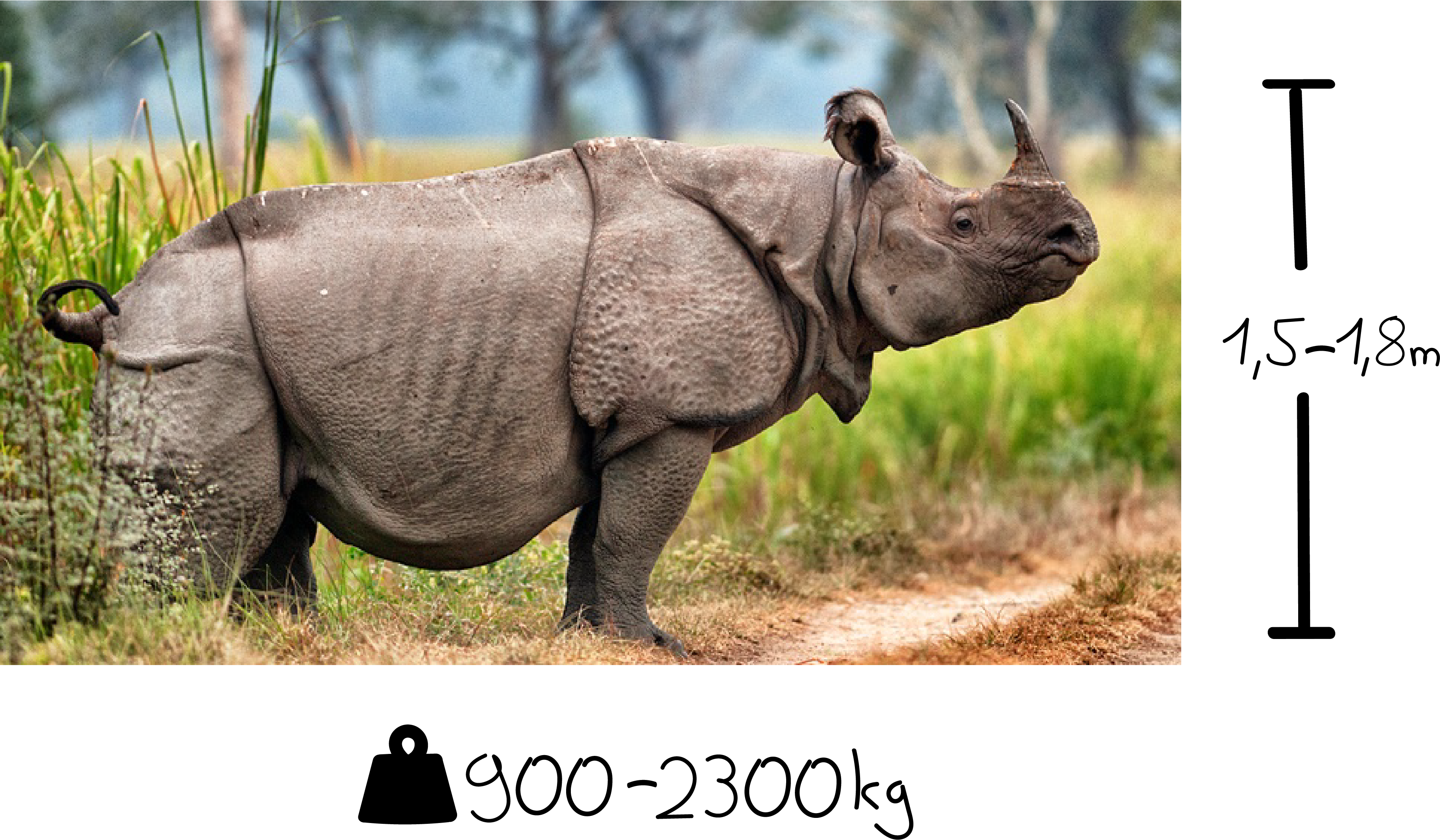 Rhinocerosin Natural Habitat