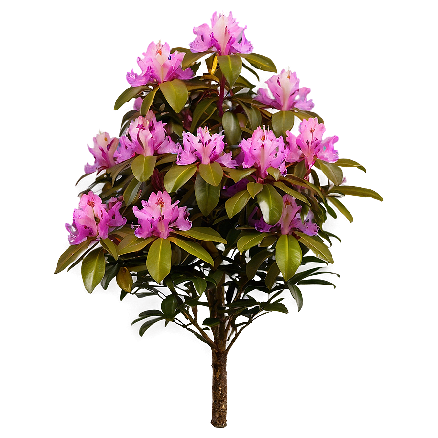 Rhododendron Bush Png 14