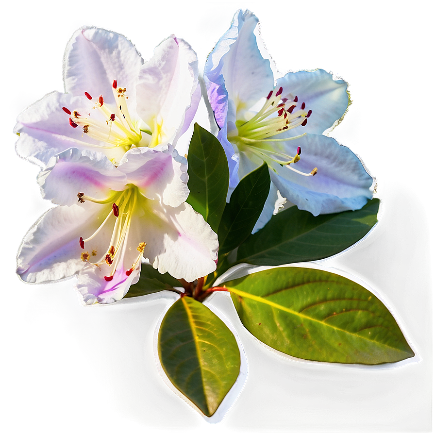 Rhododendron D