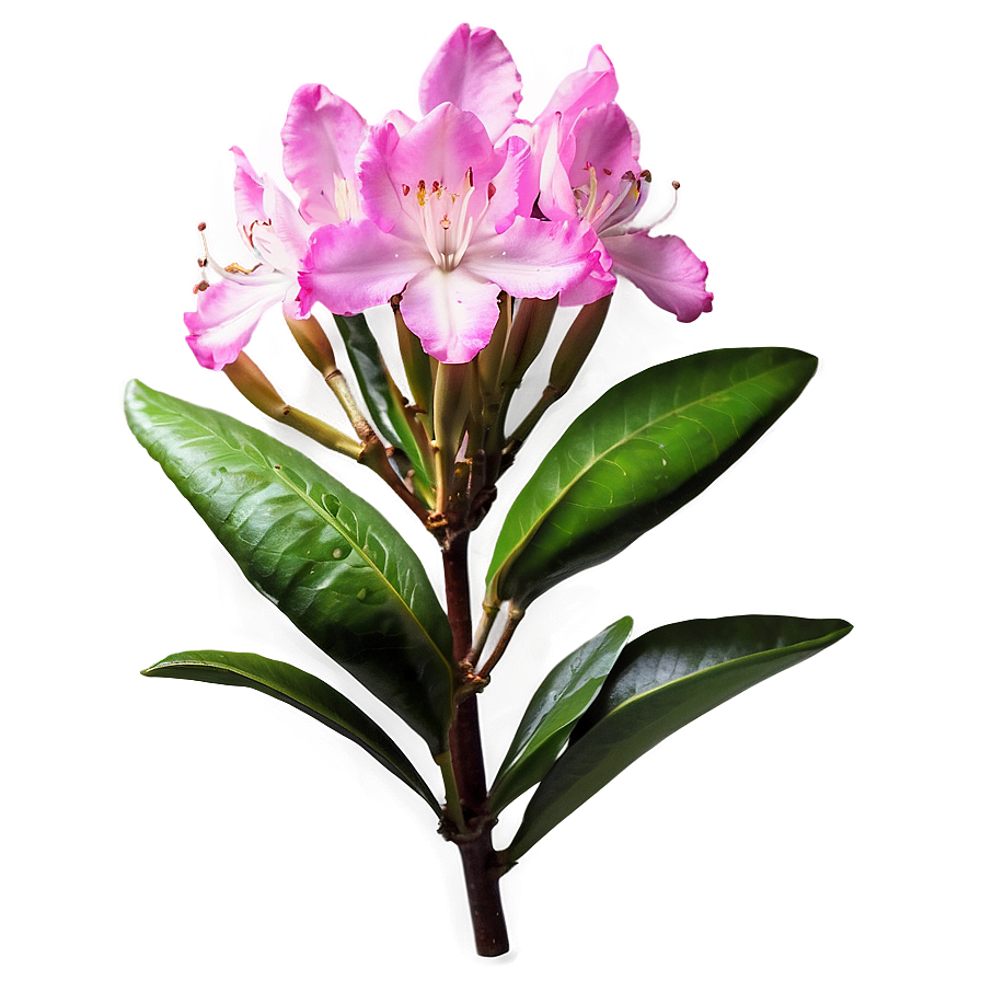 Rhododendron Flower Png Ris