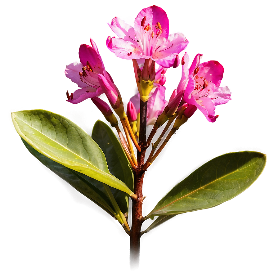 Rhododendron Flower Png Uks