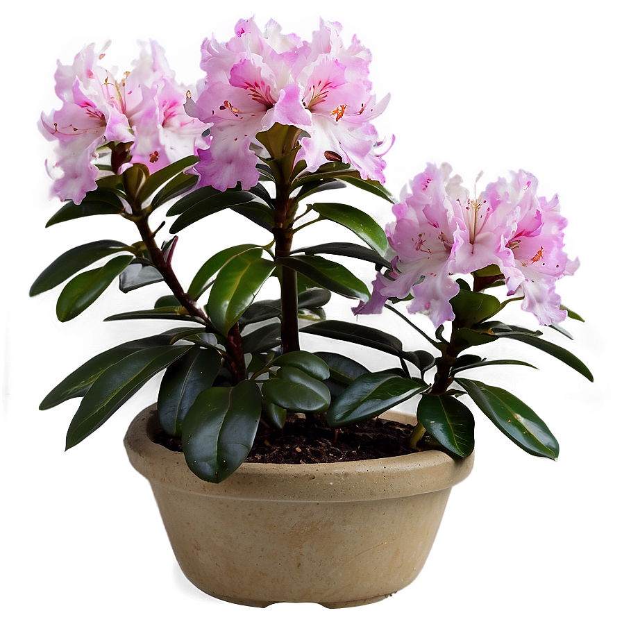 Rhododendron Plant Png 06282024