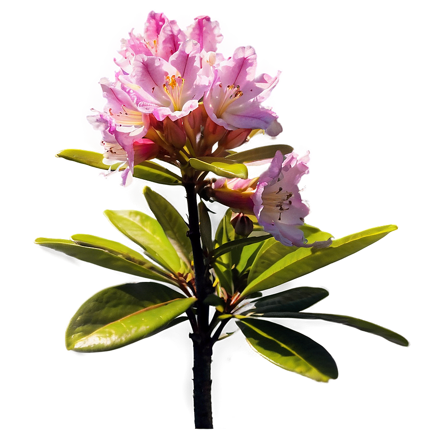 Rhododendron Sunset Png Ibb78