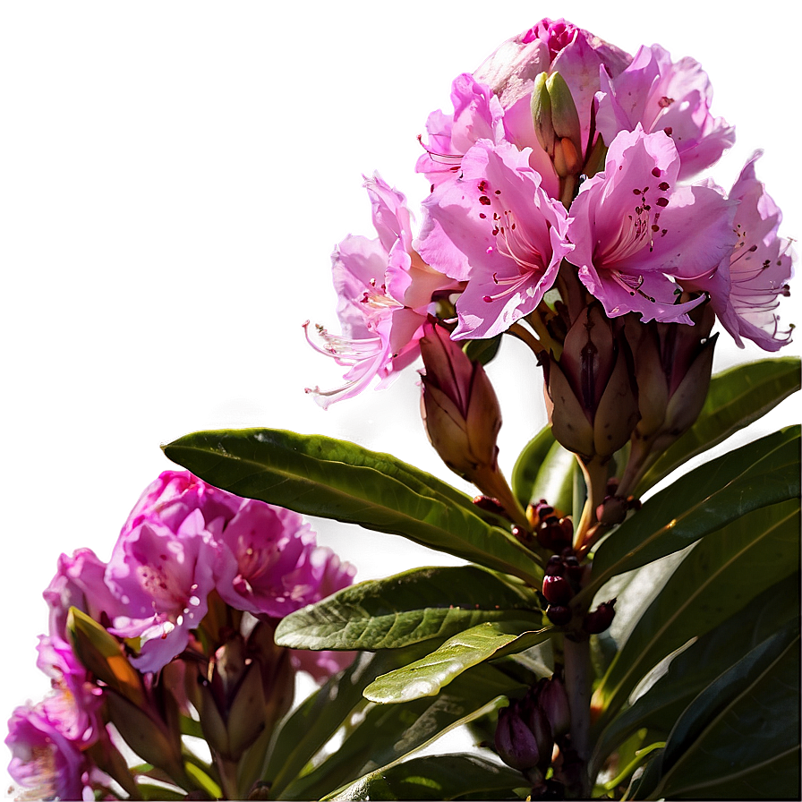 Rhododendron Sunset Png Rko